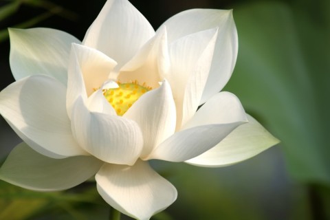 Free-Beautiful-Lotus-Flower-Desktop-Wallpapers-005